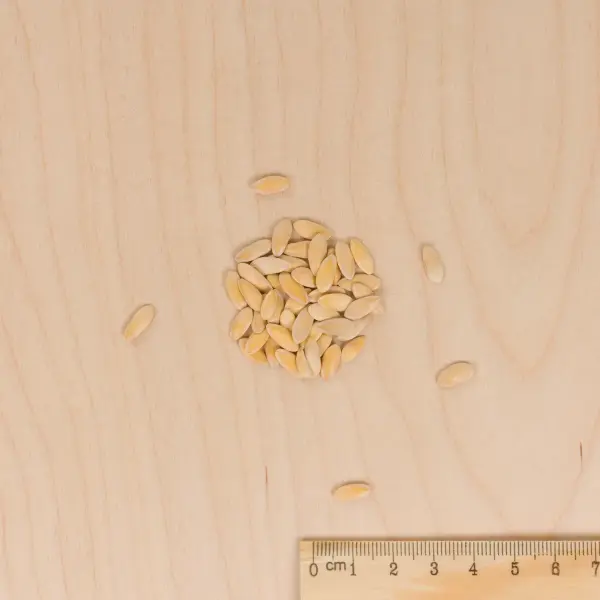 Potagères - Melon Charentais - MEDIA_3D